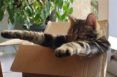 Cat stuck in box